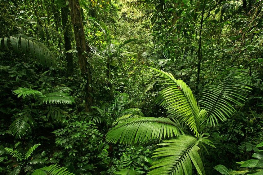 Acérola, cerise d’Amazonie, aliment anti-âge et revitalisant