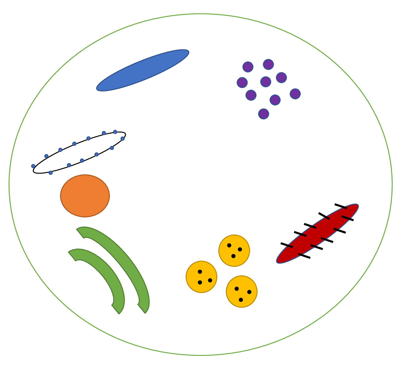 L’anatomie et la physiologie de la cellule