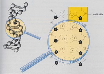 Formation en sciences humaines : Les dysfonctions mitochondriales et leurs conséquences sur la santé