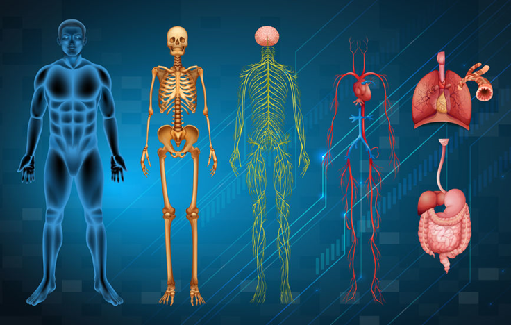 L’accompagnement du sportif en musculation et course à pieds avec la naturopathie