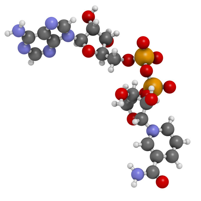 la coenzyme NADH