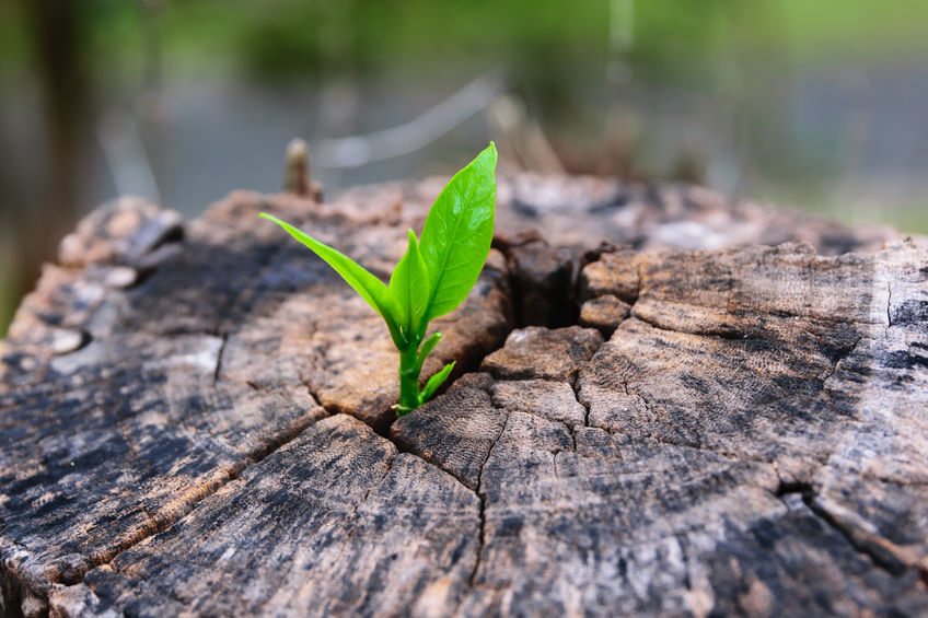 regeneration de l’organisme