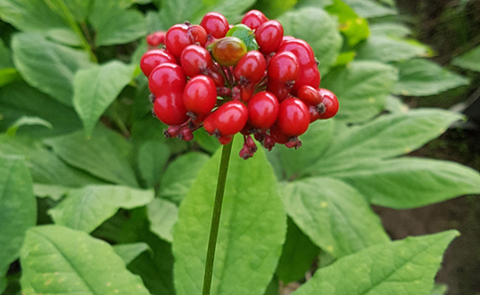 L’utilisation des plantes adaptogènes (ginseng, éleuthérocoque, ashwagandha) en naturopathie pour augmenter l’énergie vitale