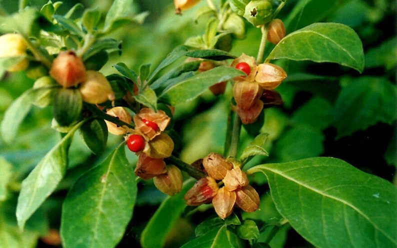 L’utilisation des plantes adaptogènes (ginseng, éleuthérocoque, ashwagandha) en naturopathie pour augmenter l’énergie vitale