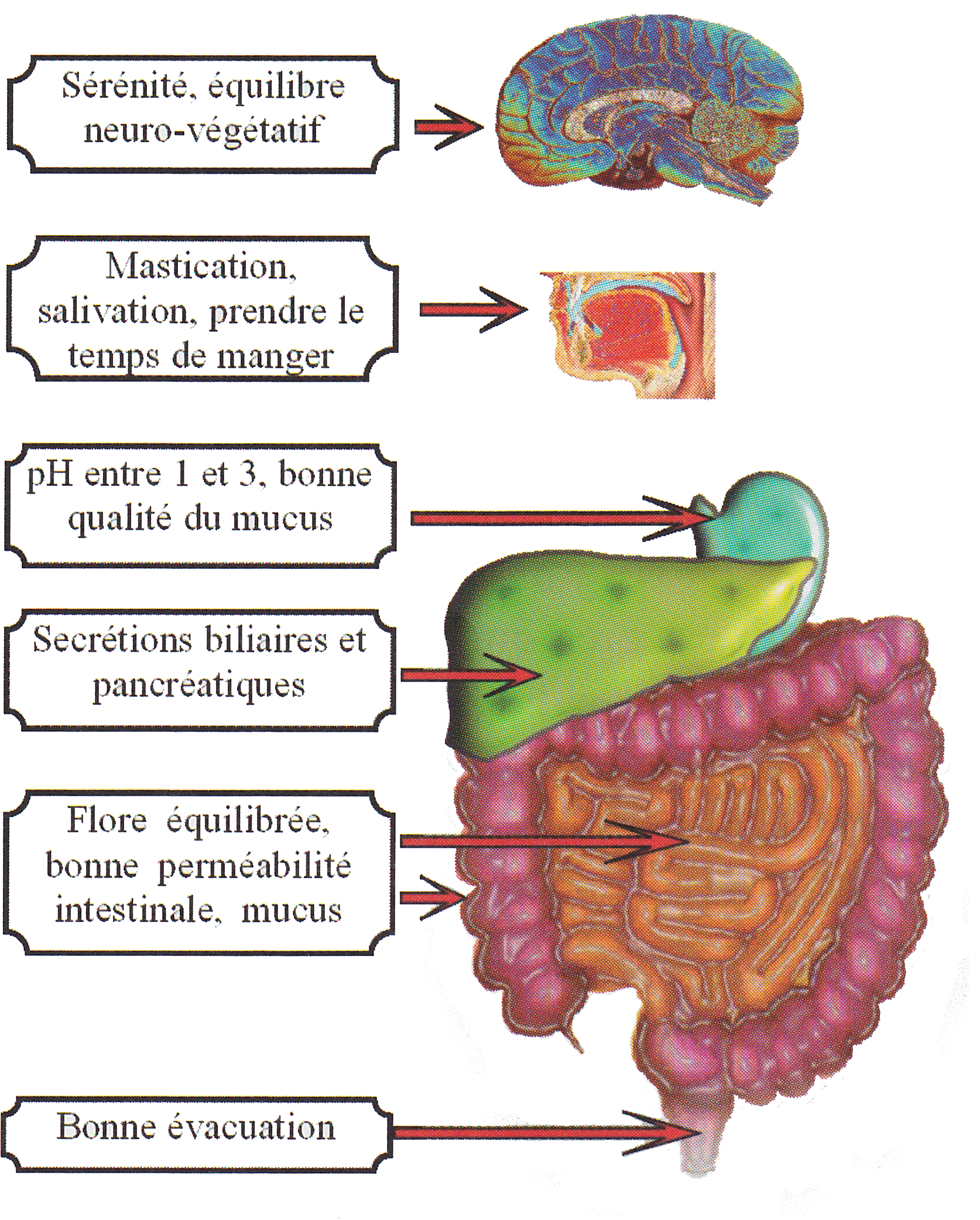 La banane et le Syndrome de l'Intestin Irritable - Physionorm™